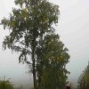 09 b Schluchensteig Etappe 4 - 6